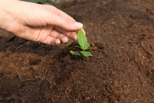 Kobieta opiekowanie się sadzą w glebie, zbliżenie — Zdjęcie stockowe