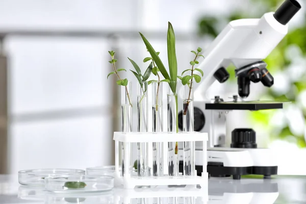 Artículos de vidrio de laboratorio con diferentes plantas y microscopio en la mesa sobre fondo borroso. Investigación química —  Fotos de Stock