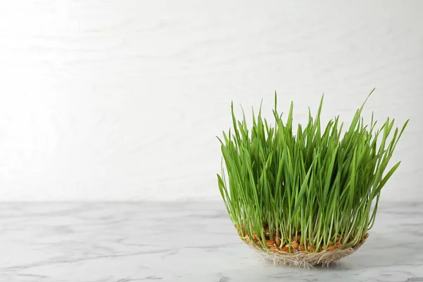 Semi di erba di grano germogliato sul tavolo sullo sfondo bianco, spazio per il testo — Foto Stock