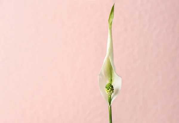 Flower of peace lily on color background. Space for text