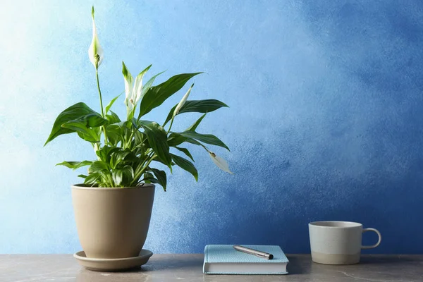 Composition with peace lily, notebook and cup on table against color wall. Space for text