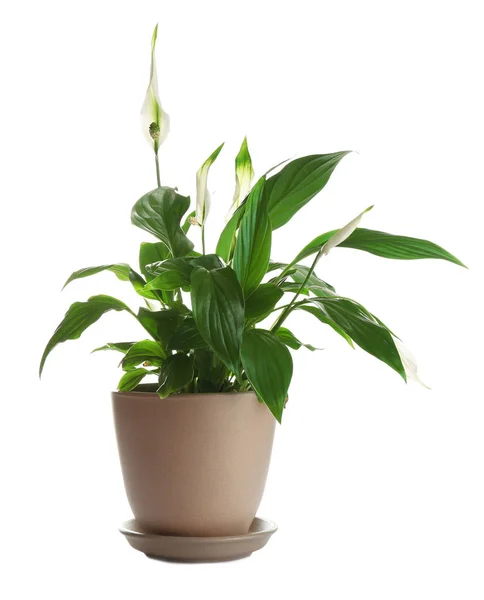 Peace lily in pot isolated on white — Stock Image Peace lily in pot isolated on white Royalty Free Stock Images