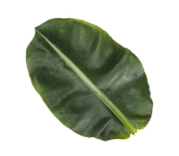 Frisches grünes Bananenblatt auf weißem Hintergrund. tropisches Laub — Stockfoto