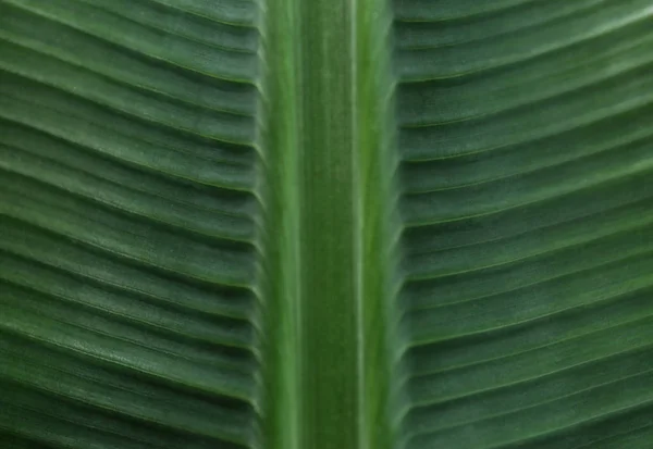Zelený banánový list jako pozadí, zaostřená pohled. Tropický listoví — Stock fotografie