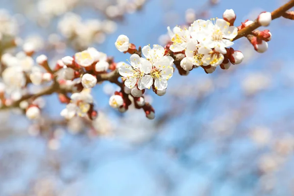 Gyönyörű sárgabarack fa ága apró pályázati virágok kék eget, helyet a szöveg. Félelmetes tavaszi virág — Stock Fotó