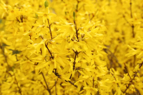 Vårblommande Forsythia buske med många vackra blommor som bakgrund — Stockfoto