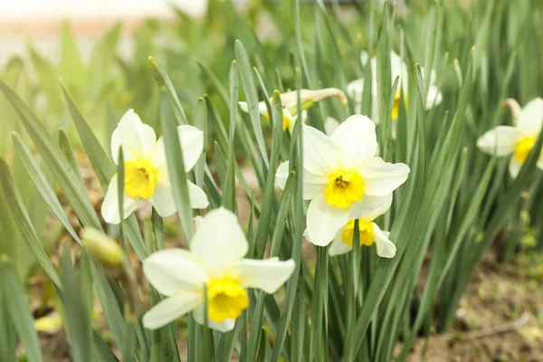 Mnoho krásných narcisů v zahradě. Kvetoucí jarní květy — Stock fotografie