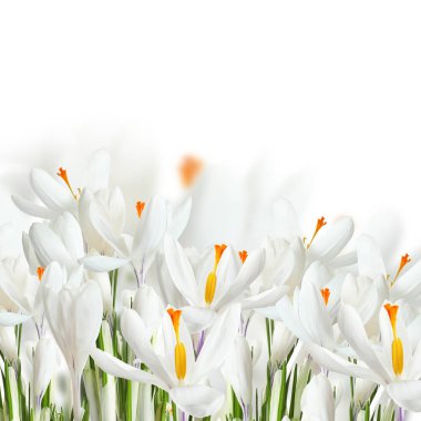 Beyaz arka planda taze bahar Crocus çiçekler