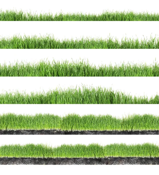 Conjunto de grama verde fresca no fundo branco — Fotografia de Stock