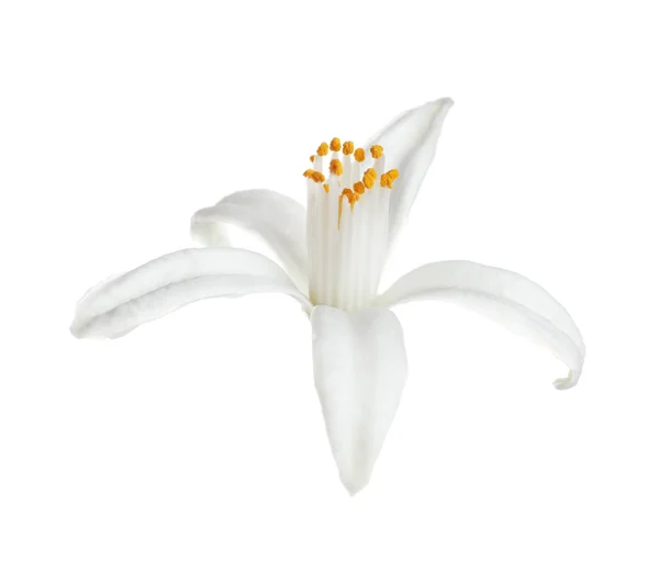 Красивые цветущие цитрусовые цветы на белом фоне — стоковое фото