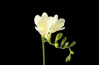 Siyah arka planda kokulu çiçekler ile güzel freesia