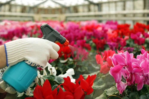 Wanita mengurus mekar bunga di rumah kaca, closeup. Berkebun di rumah — Stok Foto