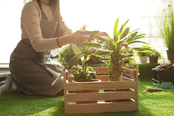 Woman taking care of plants indoors, closeup. Home gardening — Stock Photo, Image