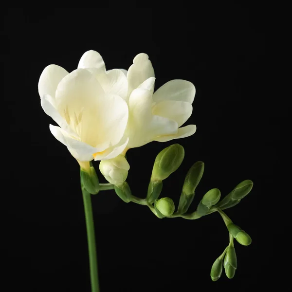 Bela freesia com flores perfumadas no fundo preto — Fotografia de Stock