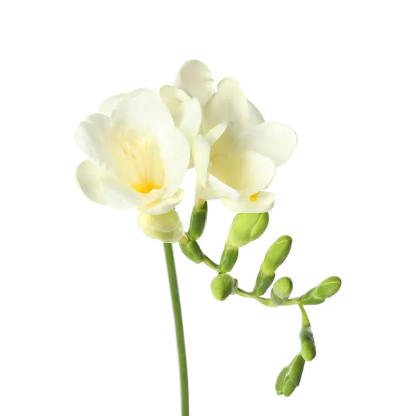 Фрезия с душистыми цветами на белом фоне — стоковое фото