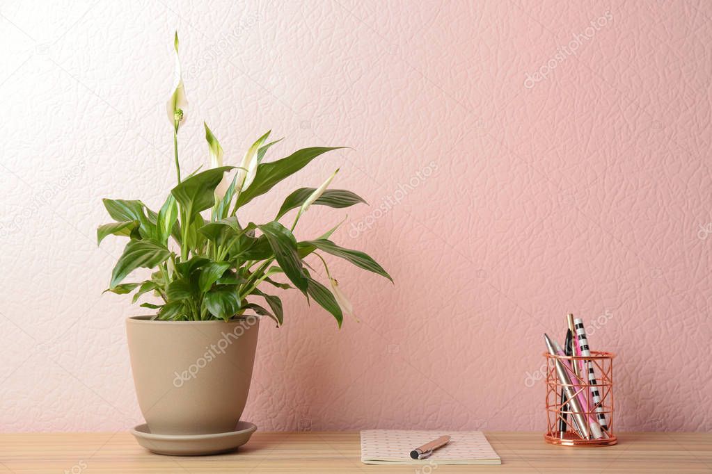 Peace lily, notebook and pens on table against color wall. Space for text