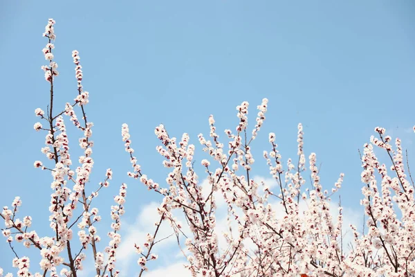 Красиві гілки абрикосового дерева з крихітними ніжними квітами на тлі блакитного неба. Дивовижний весняний цвіт — стокове фото
