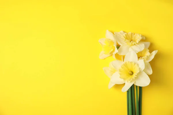 Bouquet de jonquilles sur fond couleur, vue du dessus avec espace pour le texte. Fleurs de printemps fraîches — Photo