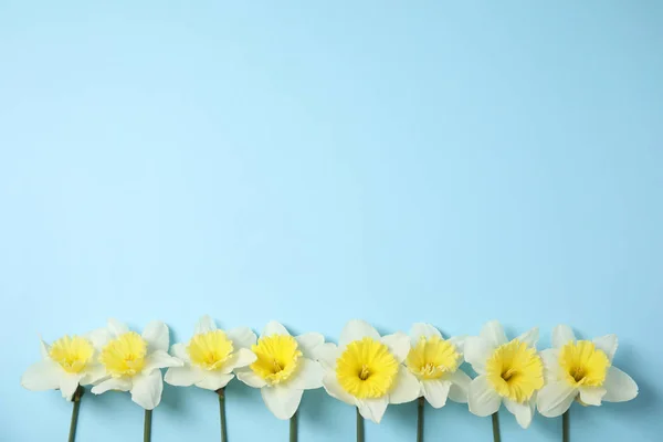 Composición plana con narcisos y espacio para texto sobre fondo de color. Flores frescas de primavera — Foto de Stock