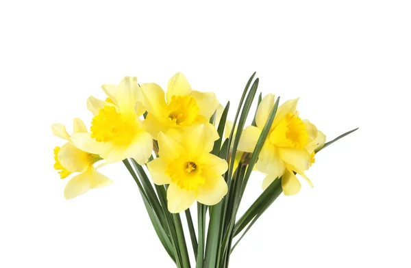 흰색 배경에 수선화의 꽃다발. 신선한 봄 꽃 — 스톡 사진