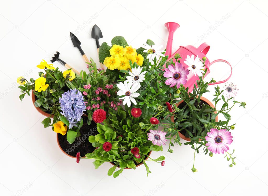 Blooming flowers and gardening equipment on white background, top view