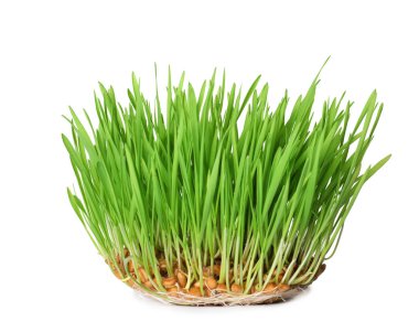 Taze filizlenmiş buğday çimi beyaz izole