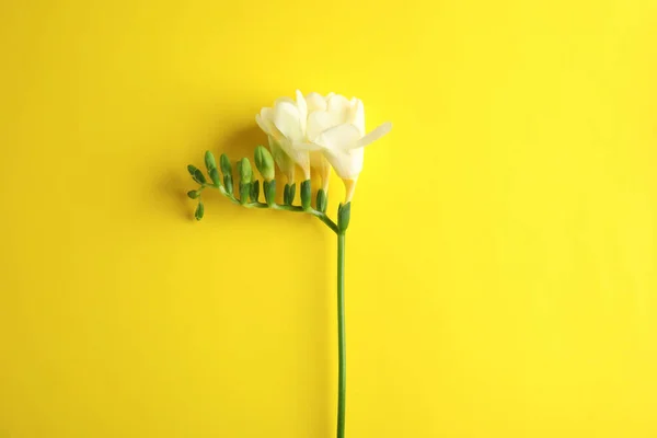 Beautiful freesia with fragrant flowers on color background, top view — Stock Photo, Image