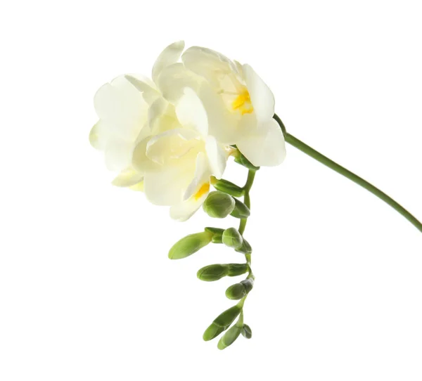 Hermosa freesia con flores fragantes sobre fondo blanco —  Fotos de Stock