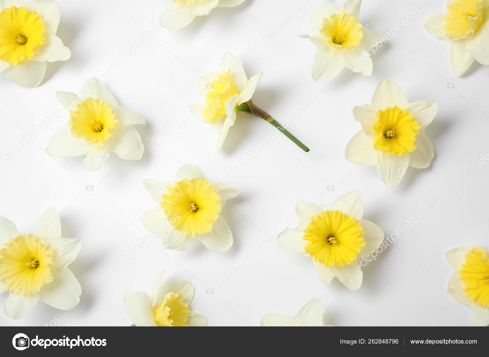 在白色背景上与水仙花组成 顶视图 鲜花盛开 图库照片 C Newafrica 在白色背景上与水仙花组成 顶视图 鲜花盛开 图库照片 C Newafrica