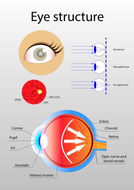 Detaylı iç anatomik göz yapısının çizimi