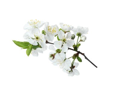 Güzel taze bahar çiçekleri beyaz arka plan üzerinde