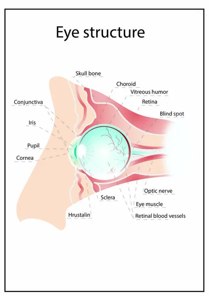 Ilustración de la estructura anatómica interna detallada del ojo —  Fotos de Stock