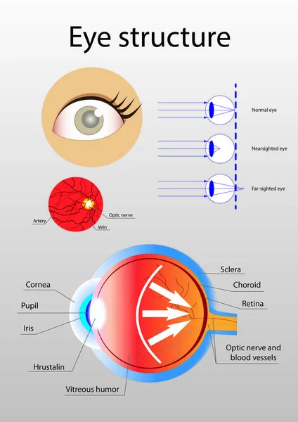 Ілюстрація детальної внутрішньої анатомічної структури ока — стокове фото