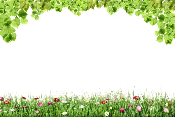 Grama verde fresca com flores contra fundo branco — Fotografia de Stock