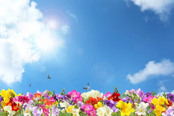 Hermosas flores de primavera freesia y mariposas voladoras contra el cielo azul, espacio para el texto —  Fotos de Stock