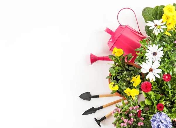 Blühende Blumen und Gartengeräte auf weißem Hintergrund, Draufsicht — Stockfoto