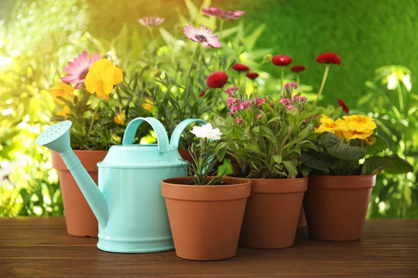 Potted blooming flowers and watering can on wooden table. Home gardening — Stock Photo, Image