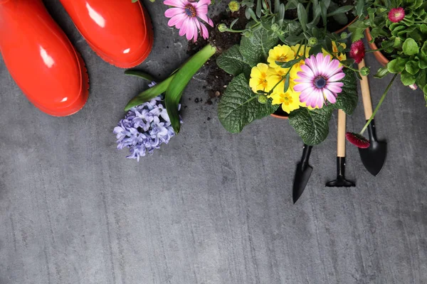 Плоска композиція з обладнанням для садівництва та квітами на кольоровому фоні, простір для тексту — стокове фото