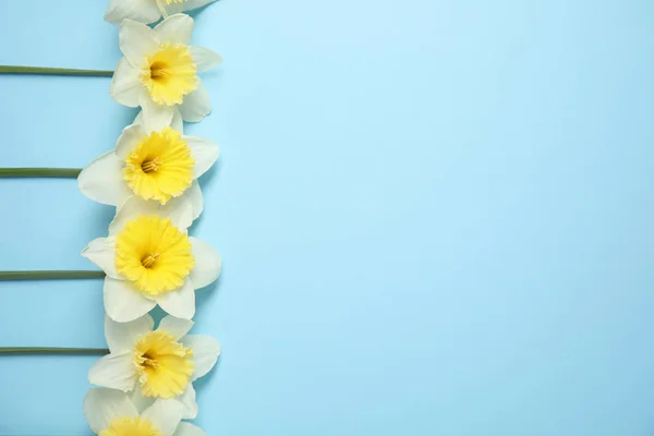 Composición plana con narcisos y espacio para texto sobre fondo de color. Flores frescas de primavera — Foto de Stock