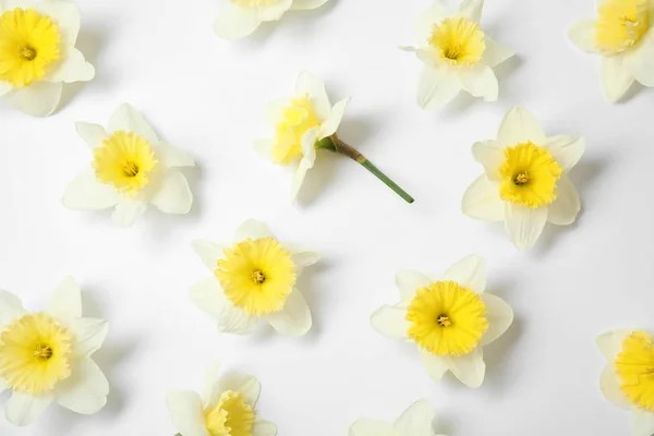 Composición con narcisos sobre fondo blanco, vista superior. Flores frescas de primavera — Foto de Stock