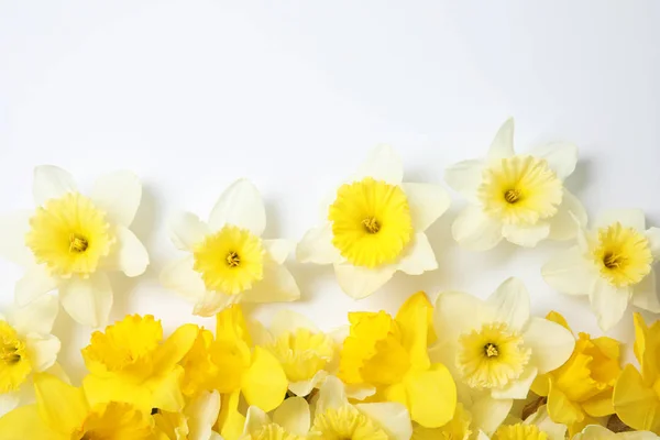 Composición con narcisos sobre fondo blanco, vista superior. Flores frescas de primavera —  Fotos de Stock