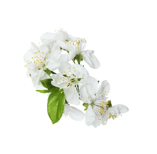 Όμορφα φρέσκα άνοιξη λουλούδια σε λευκό φόντο — Φωτογραφία Αρχείου