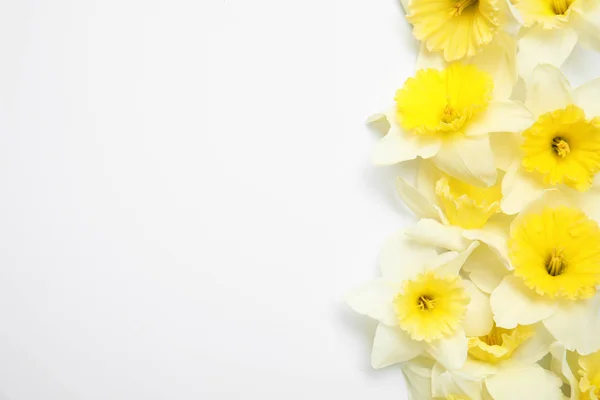 Composition avec jonquilles sur fond blanc, vue de dessus. Fleurs de printemps fraîches — Photo