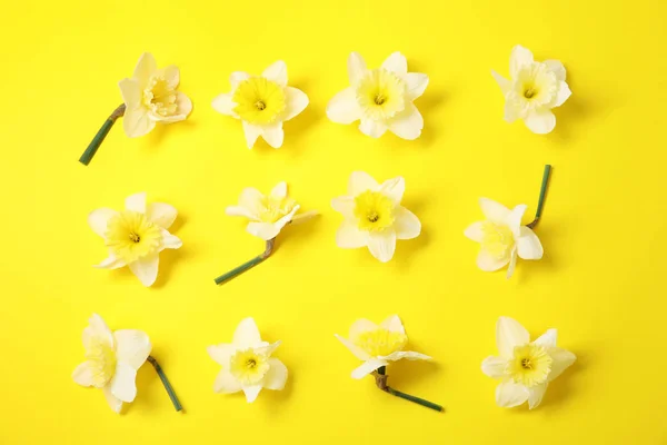 Composition à plat avec jonquilles sur fond de couleur. Fleurs de printemps fraîches — Photo