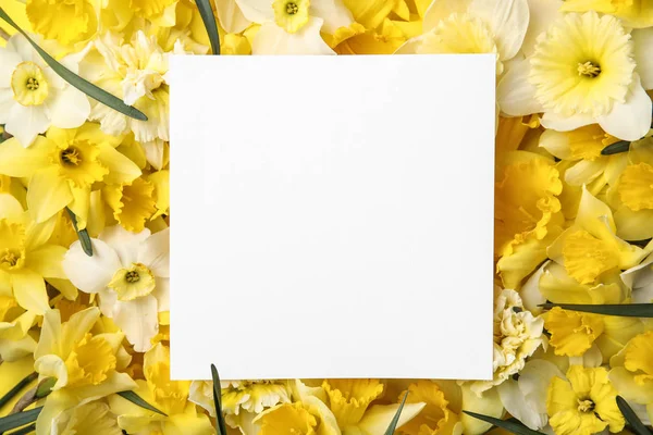 Tarjeta con espacio para texto sobre hermosos narcisos, vista superior. Flores frescas de primavera — Foto de Stock