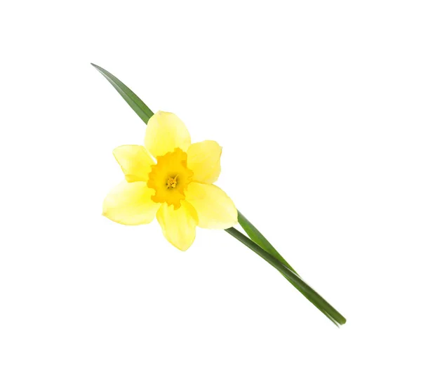 Beautiful daffodil on white background. Fresh spring flower — Stock Photo, Image