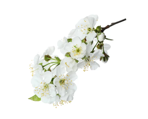 Lindas flores frescas de primavera no fundo branco — Fotografia de Stock