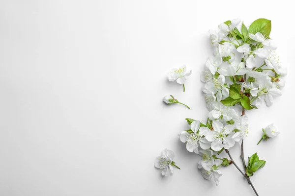 Красиві свіжі весняні квіти на білому тлі, вид зверху — стокове фото