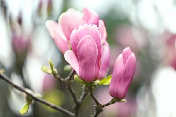 Magnolia strom s krásnými květinami venku, v šatně. Úžasný jarní květ — Stock fotografie