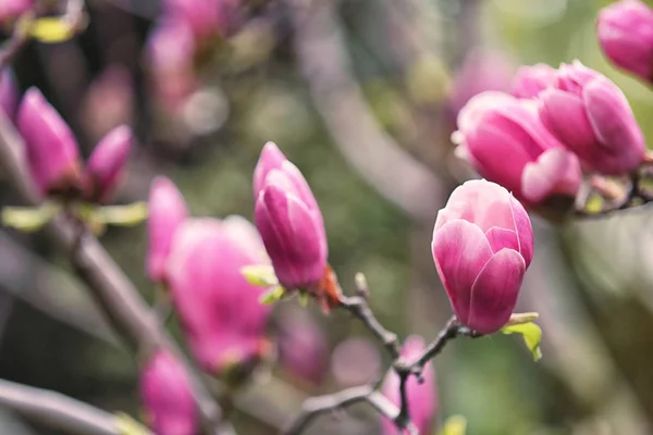 Magnolia strom s krásnými květinami venku, v šatně. Úžasný jarní květ — Stock fotografie